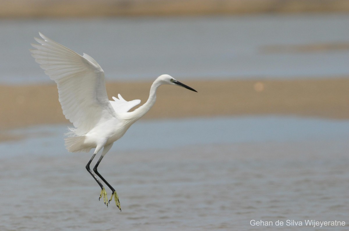 Egretta garzetta Linnaeus, 1766